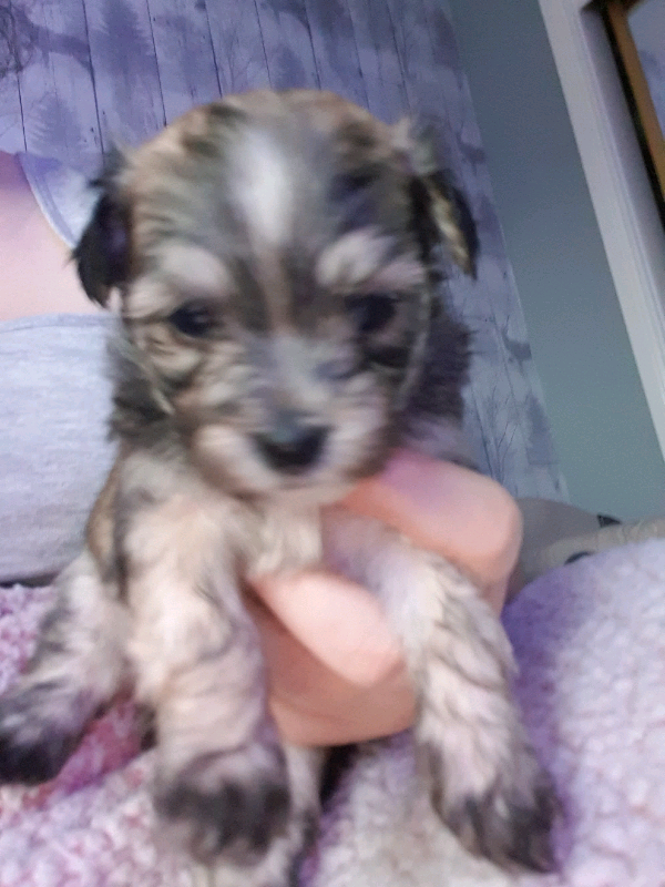 teacup maltese puppies for sale gumtree